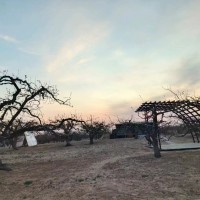 大兴区庞各庄镇耕地出租，梨园为百年梨树，十亩地，可做露营