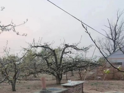 大兴区庞各庄镇耕地出租，梨园为百年梨树，十亩地，可做露营图5