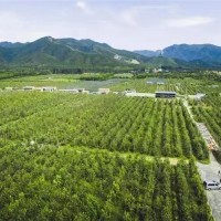 顺义区北石槽镇50亩地出租，，带果园，可做接待